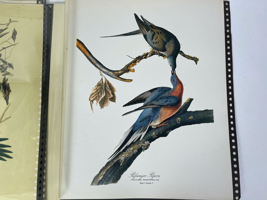 JUST ADDED - The Audubon Folio Set Of 24 Great Bird Paintings Large ...