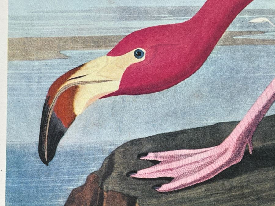 JUST ADDED - The Audubon Folio Set Of 24 Great Bird Paintings Large Prints Each 14W X 17H - See Photos [Photo 33]