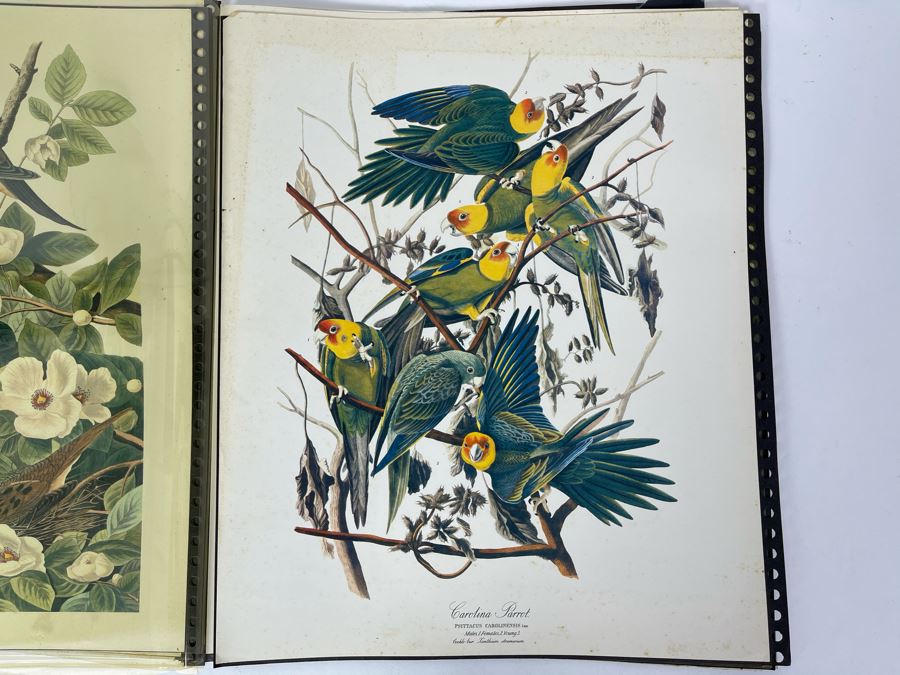 JUST ADDED - The Audubon Folio Set Of 24 Great Bird Paintings Large Prints Each 14W X 17H - See Photos [Photo 25]