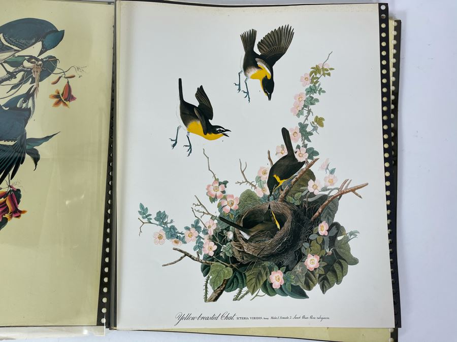 JUST ADDED - The Audubon Folio Set Of 24 Great Bird Paintings Large Prints Each 14W X 17H - See Photos [Photo 15]