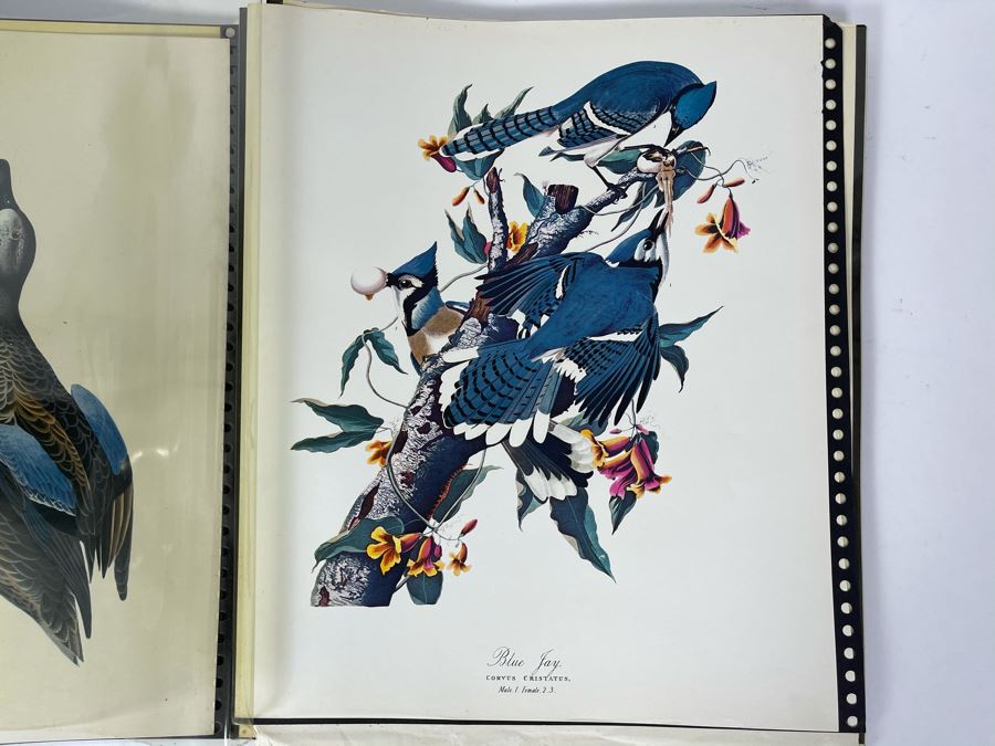 JUST ADDED - The Audubon Folio Set Of 24 Great Bird Paintings Large Prints Each 14W X 17H - See Photos [Photo 13]