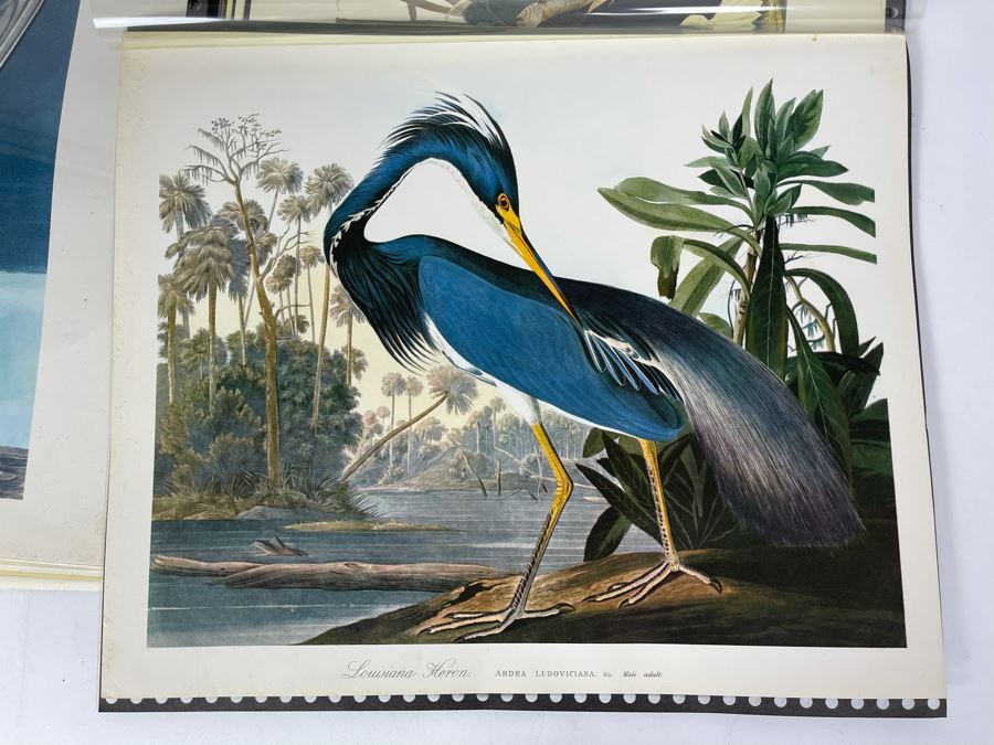 JUST ADDED - The Audubon Folio Set Of 24 Great Bird Paintings Large Prints Each 14W X 17H - See Photos [Photo 22]