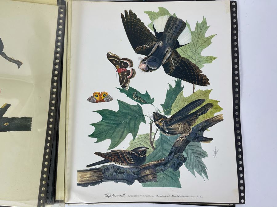 JUST ADDED - The Audubon Folio Set Of 24 Great Bird Paintings Large Prints Each 14W X 17H - See Photos [Photo 34]