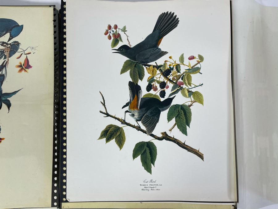 JUST ADDED - The Audubon Folio Set Of 24 Great Bird Paintings Large Prints Each 14W X 17H - See Photos [Photo 14]