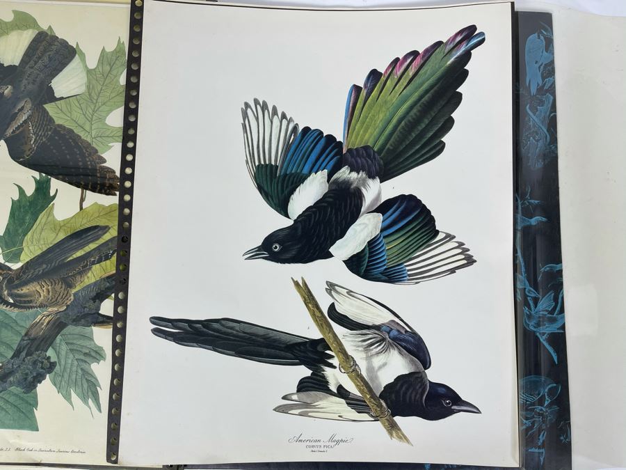 JUST ADDED - The Audubon Folio Set Of 24 Great Bird Paintings Large Prints Each 14W X 17H - See Photos [Photo 37]