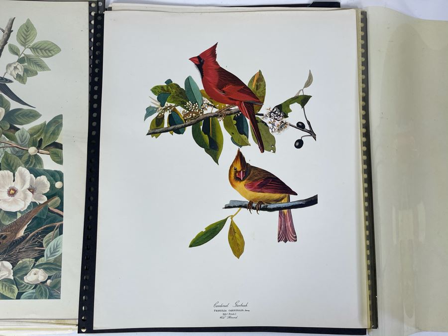 JUST ADDED - The Audubon Folio Set Of 24 Great Bird Paintings Large Prints Each 14W X 17H - See Photos [Photo 26]