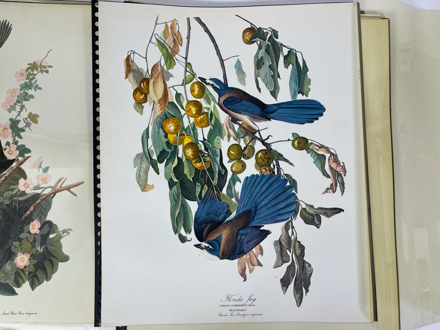 JUST ADDED - The Audubon Folio Set Of 24 Great Bird Paintings Large Prints Each 14W X 17H - See Photos [Photo 17]