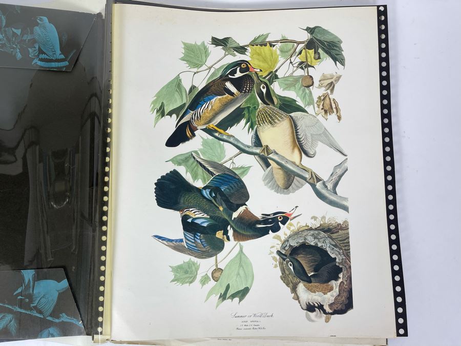JUST ADDED - The Audubon Folio Set Of 24 Great Bird Paintings Large Prints Each 14W X 17H - See Photos [Photo 8]