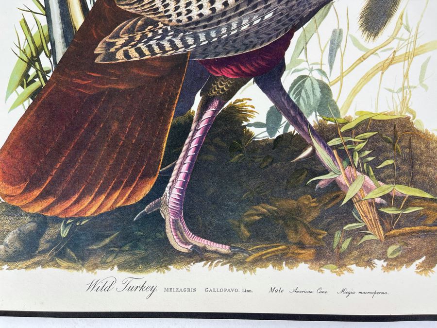 JUST ADDED - The Audubon Folio Set Of 24 Great Bird Paintings Large Prints Each 14W X 17H - See Photos [Photo 36]