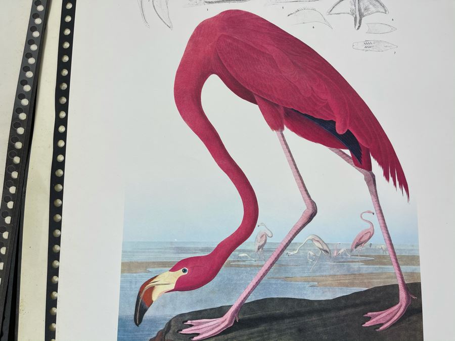 JUST ADDED - The Audubon Folio Set Of 24 Great Bird Paintings Large Prints Each 14W X 17H - See Photos [Photo 31]