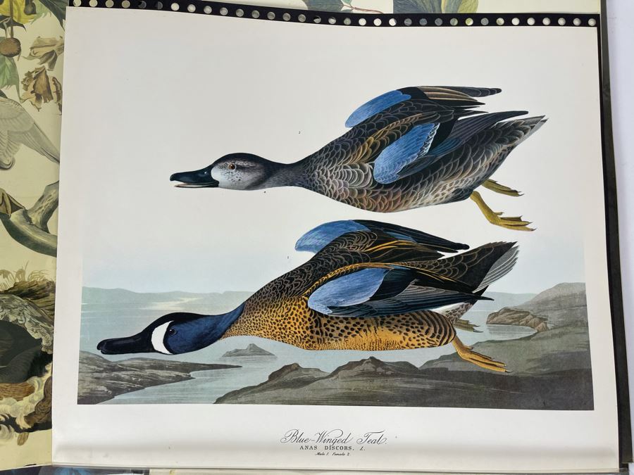 JUST ADDED - The Audubon Folio Set Of 24 Great Bird Paintings Large Prints Each 14W X 17H - See Photos [Photo 11]