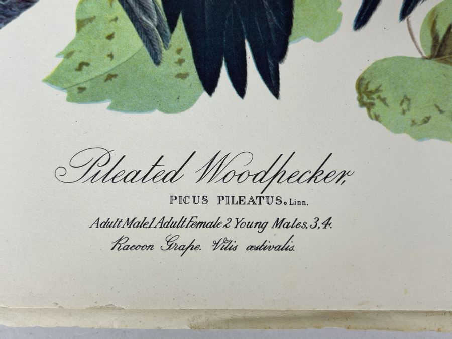 JUST ADDED - The Audubon Folio Set Of 24 Great Bird Paintings Large Prints Each 14W X 17H - See Photos [Photo 5]