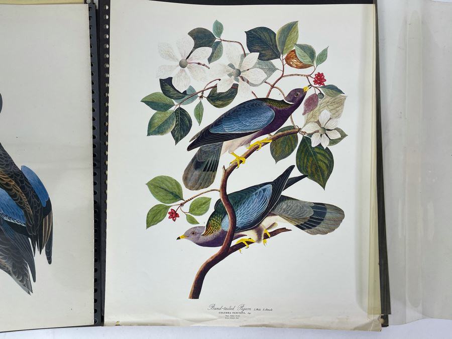 JUST ADDED - The Audubon Folio Set Of 24 Great Bird Paintings Large Prints Each 14W X 17H - See Photos [Photo 12]