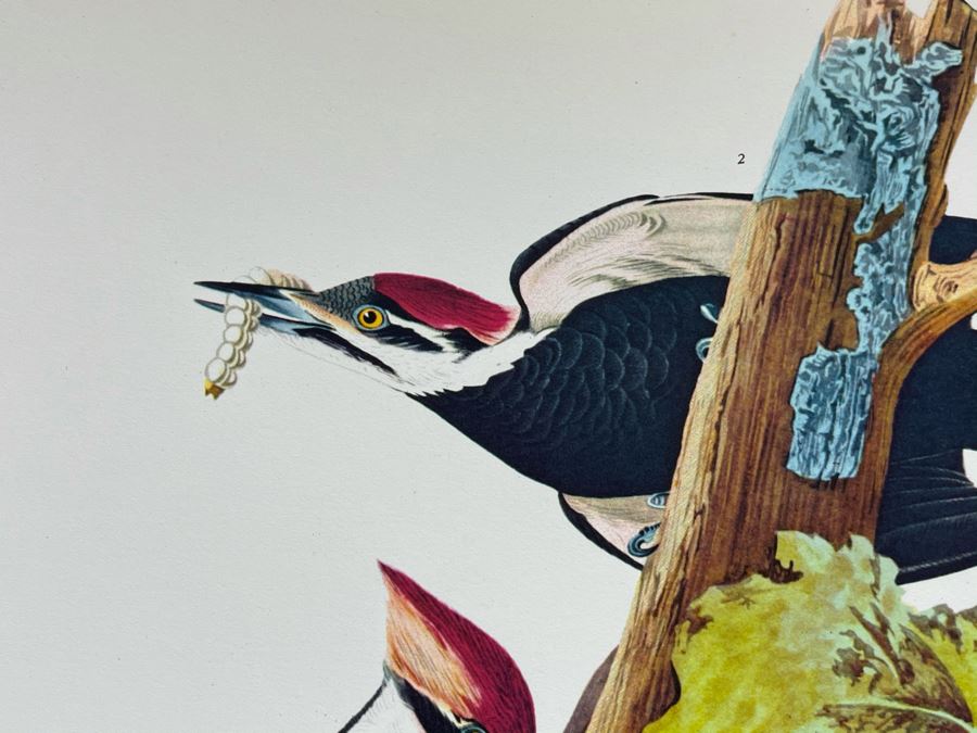 JUST ADDED - The Audubon Folio Set Of 24 Great Bird Paintings Large Prints Each 14W X 17H - See Photos [Photo 6]