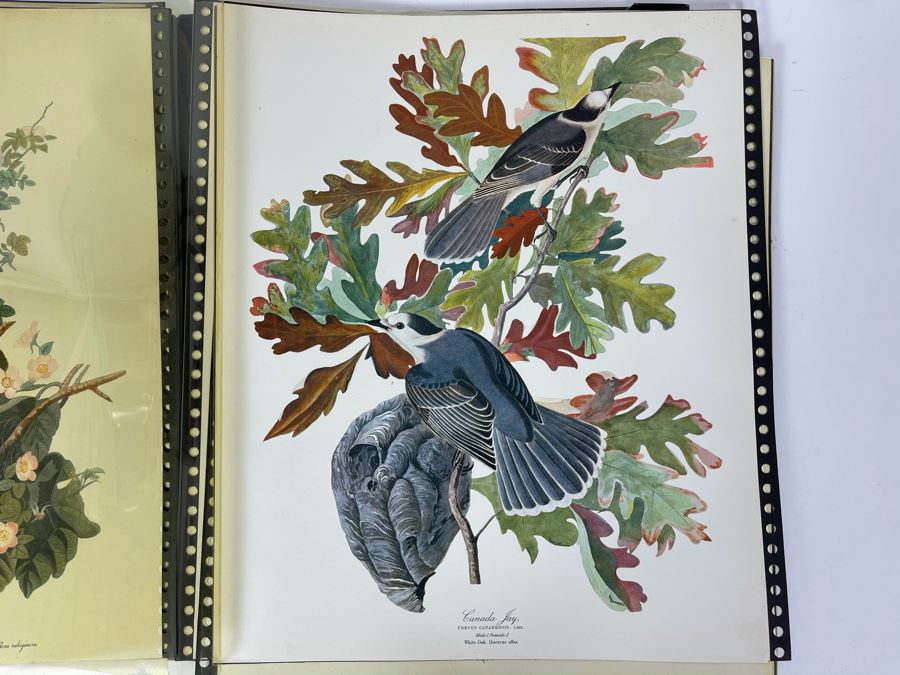 JUST ADDED - The Audubon Folio Set Of 24 Great Bird Paintings Large Prints Each 14W X 17H - See Photos [Photo 16]