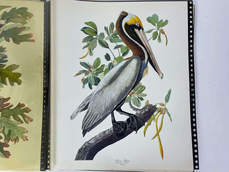 Just Added - The Audubon Folio Set Of 24 Great Bird Paintings Large 