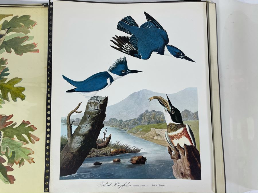JUST ADDED - The Audubon Folio Set Of 24 Great Bird Paintings Large Prints Each 14W X 17H - See Photos [Photo 19]