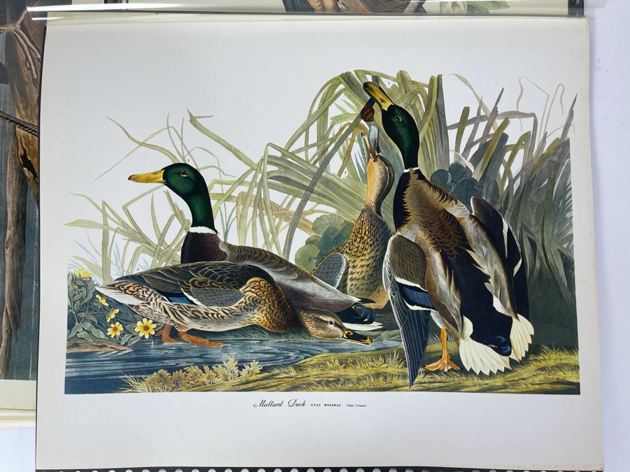 JUST ADDED - The Audubon Folio Set Of 24 Great Bird Paintings Large Prints Each 14W X 17H - See Photos [Photo 23]