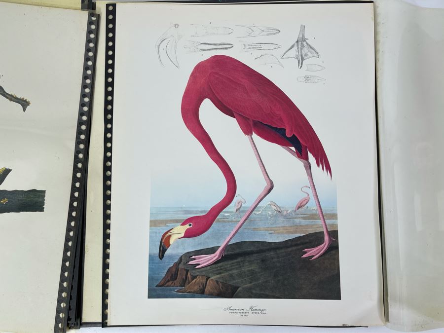 JUST ADDED - The Audubon Folio Set Of 24 Great Bird Paintings Large Prints Each 14W X 17H - See Photos [Photo 30]