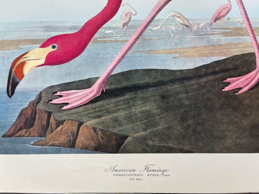 JUST ADDED - The Audubon Folio Set Of 24 Great Bird Paintings Large Prints Each 14W X 17H - See Photos [Photo 32]