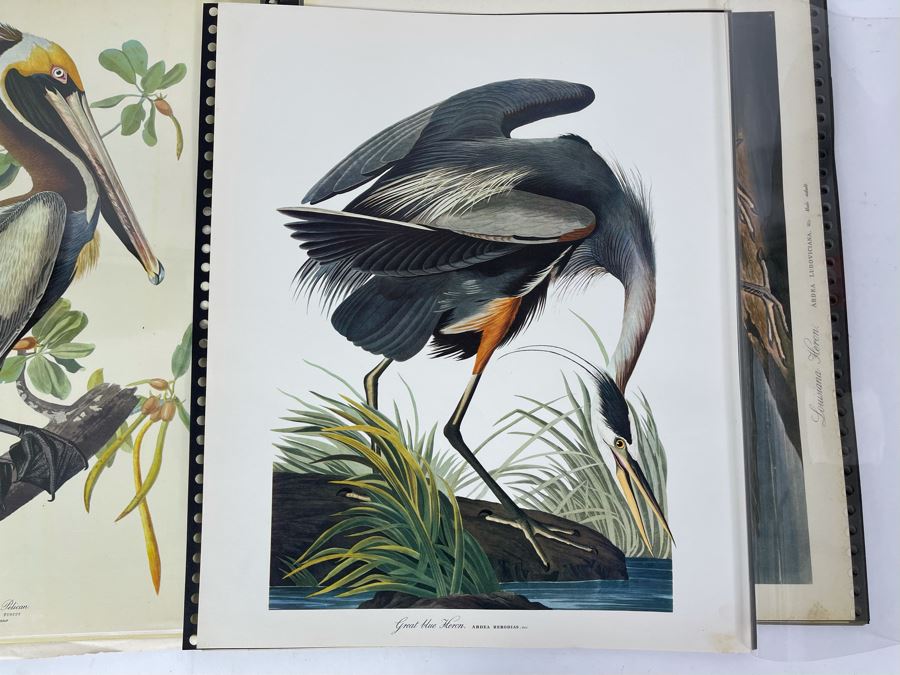 JUST ADDED - The Audubon Folio Set Of 24 Great Bird Paintings Large Prints Each 14W X 17H - See Photos [Photo 21]