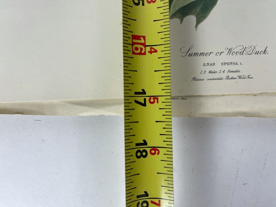 JUST ADDED - The Audubon Folio Set Of 24 Great Bird Paintings Large Prints Each 14W X 17H - See Photos [Photo 10]