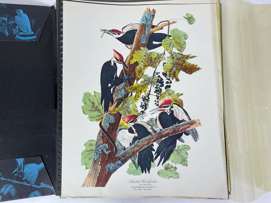 JUST ADDED - The Audubon Folio Set Of 24 Great Bird Paintings Large Prints Each 14W X 17H - See Photos [Photo 3]