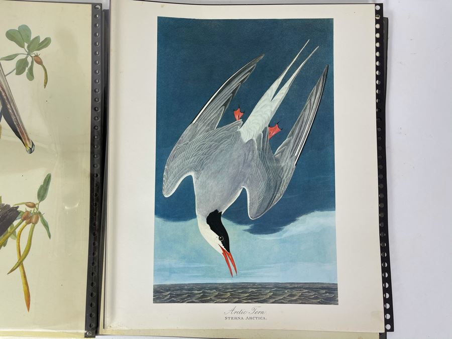 JUST ADDED - The Audubon Folio Set Of 24 Great Bird Paintings Large ...