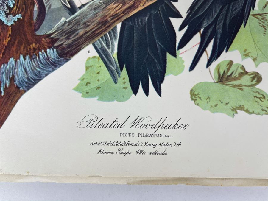JUST ADDED - The Audubon Folio Set Of 24 Great Bird Paintings Large Prints Each 14W X 17H - See Photos [Photo 4]