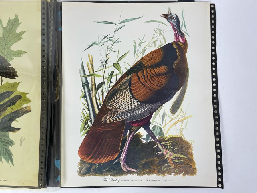 JUST ADDED - The Audubon Folio Set Of 24 Great Bird Paintings Large Prints Each 14W X 17H - See Photos [Photo 35]