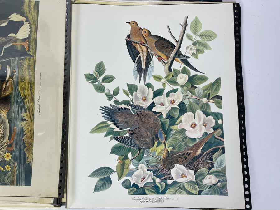 JUST ADDED - The Audubon Folio Set Of 24 Great Bird Paintings Large Prints Each 14W X 17H - See Photos [Photo 24]