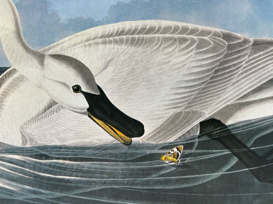 JUST ADDED - The Audubon Folio Set Of 24 Great Bird Paintings Large Prints Each 14W X 17H - See Photos [Photo 28]