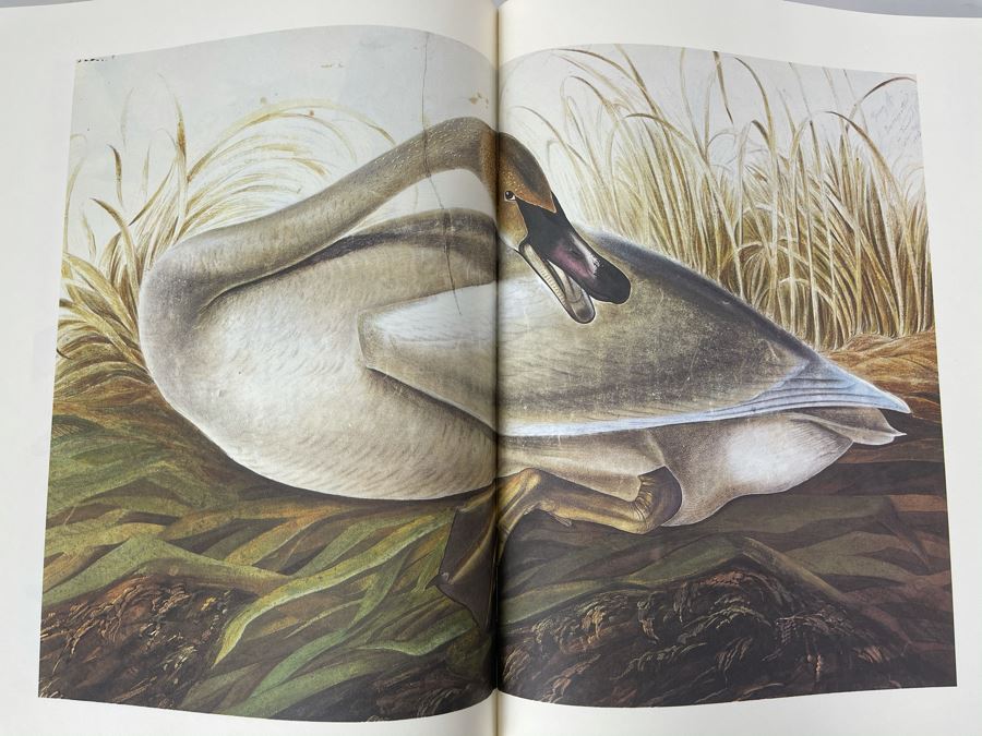 JUST ADDED - The Birds Of America By John James Audubon Book 431 Exact Reproductions In Full Color 1985 Edition [Photo 14]