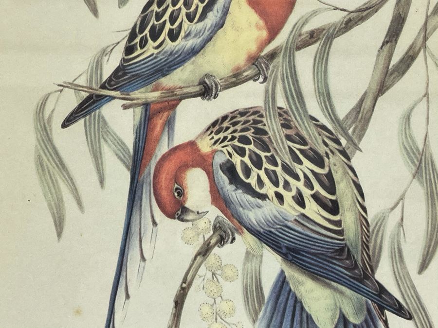 Set Of Four Vintage J. Gould Framed Bird Prints (John Gould) 10 X 13 [Photo 11]