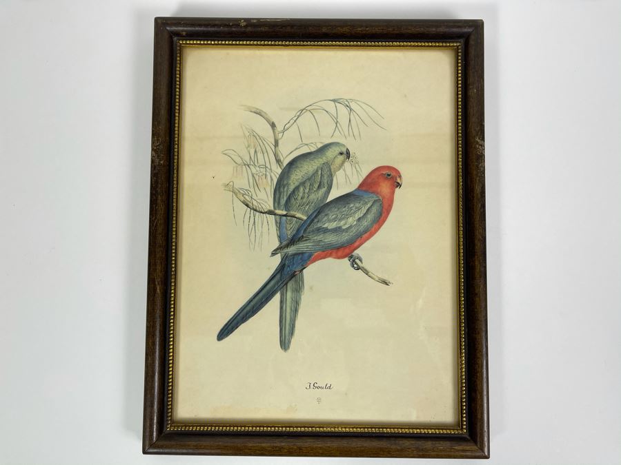 Set Of Four Vintage J. Gould Framed Bird Prints (John Gould) 10 X 13 [Photo 3]