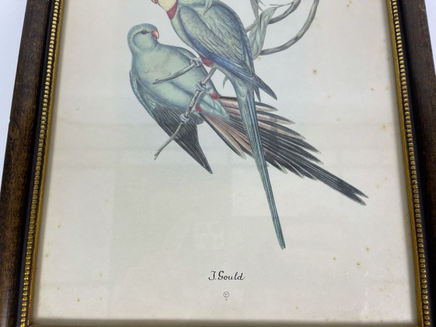 Set Of Four Vintage J. Gould Framed Bird Prints (John Gould) 10 X 13 [Photo 18]