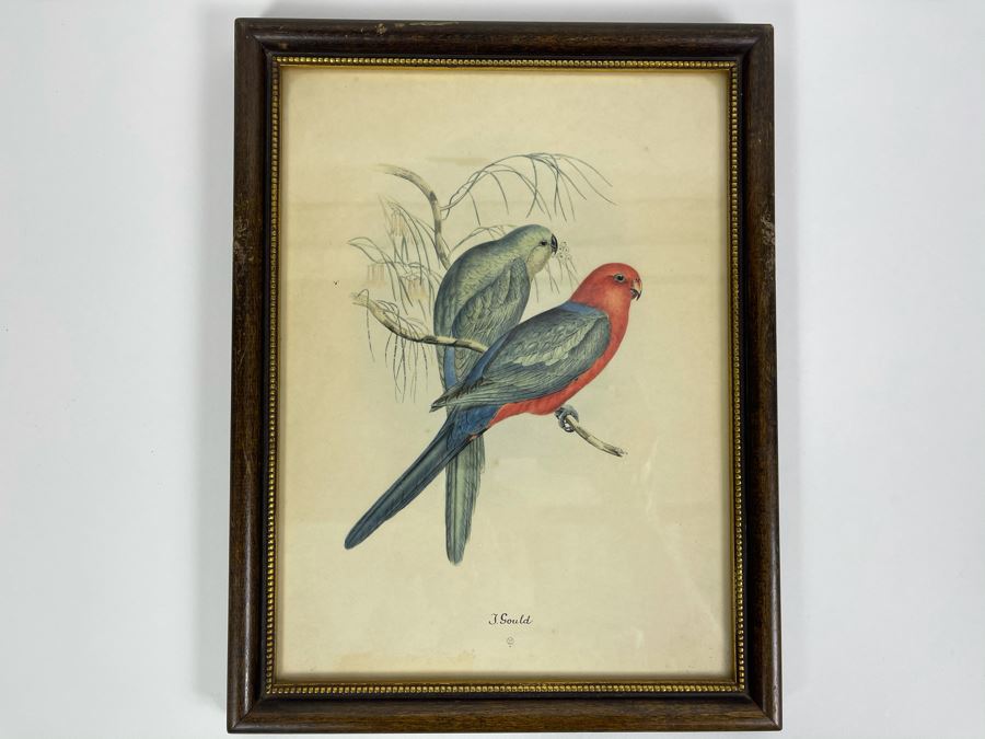 Set Of Four Vintage J. Gould Framed Bird Prints (John Gould) 10 X 13 [Photo 2]