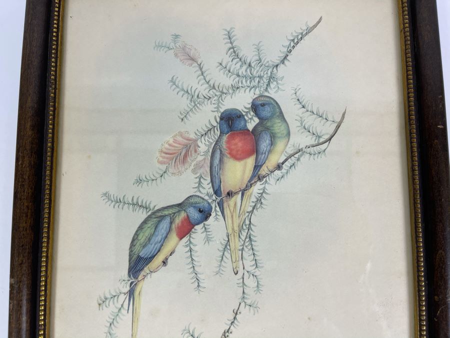 Set Of Four Vintage J Gould Framed Bird Prints John Gould 10 X 13