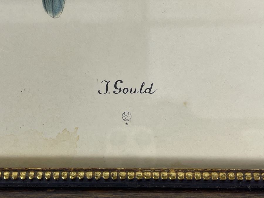 Set Of Four Vintage J. Gould Framed Bird Prints (John Gould) 10 X 13 [Photo 5]