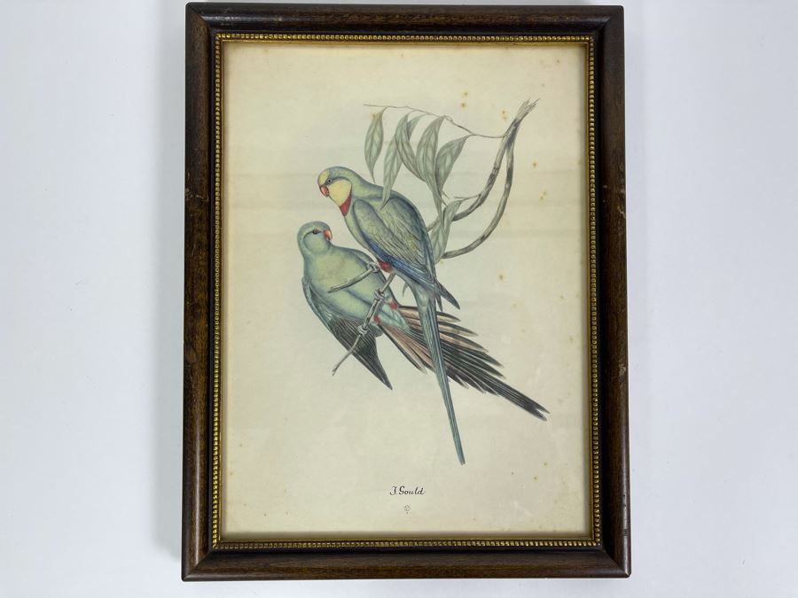 Set Of Four Vintage J. Gould Framed Bird Prints (John Gould) 10 X 13 [Photo 16]