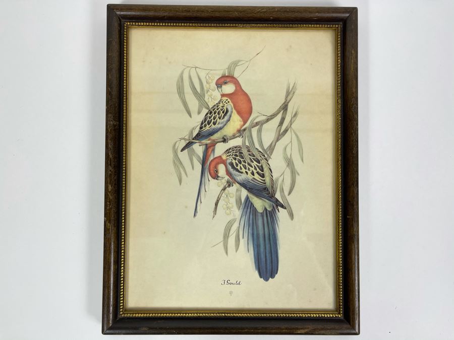 Set Of Four Vintage J. Gould Framed Bird Prints (John Gould) 10 X 13 [Photo 9]