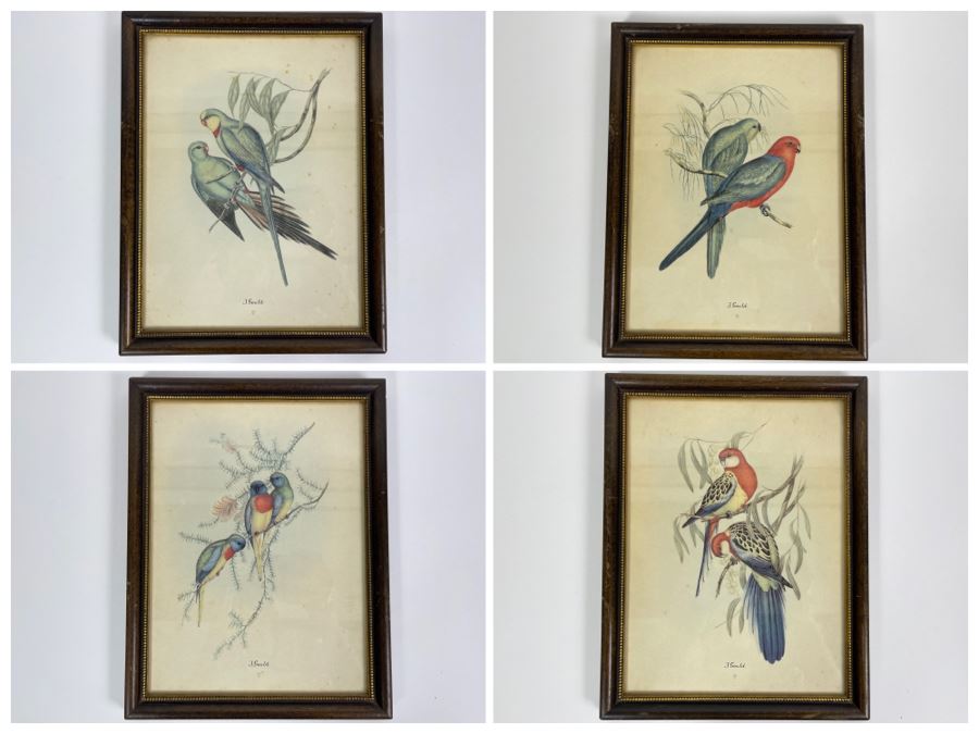 Set Of Four Vintage J. Gould Framed Bird Prints (John Gould) 10 X 13