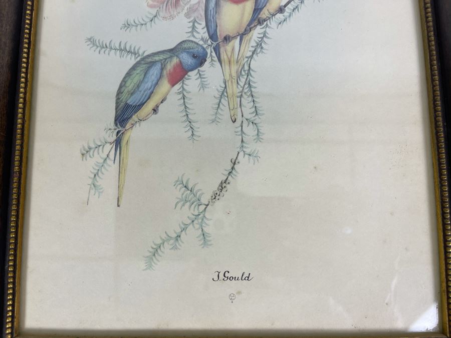 Set Of Four Vintage J. Gould Framed Bird Prints (John Gould) 10 X 13 [Photo 15]