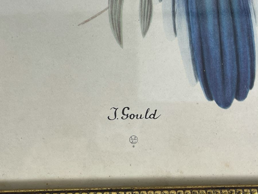 Set Of Four Vintage J. Gould Framed Bird Prints (John Gould) 10 X 13 [Photo 12]