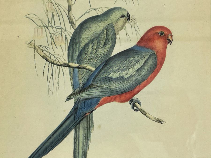 Set Of Four Vintage J. Gould Framed Bird Prints (John Gould) 10 X 13 [Photo 4]