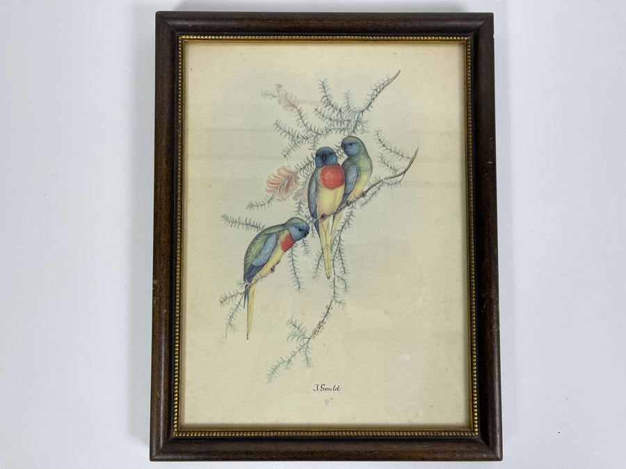 Set Of Four Vintage J. Gould Framed Bird Prints (John Gould) 10 X 13 [Photo 13]