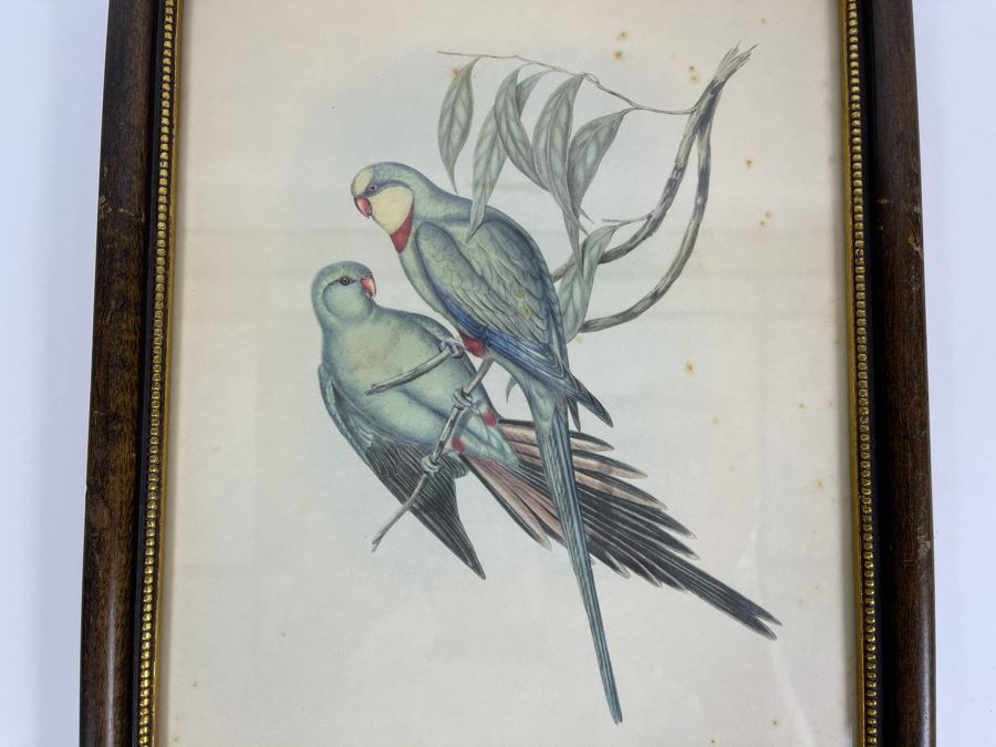 Set Of Four Vintage J. Gould Framed Bird Prints (John Gould) 10 X 13 [Photo 17]