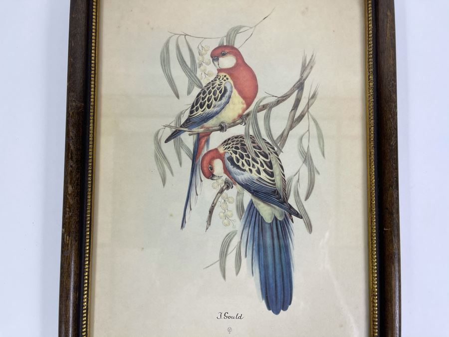 Set Of Four Vintage J Gould Framed Bird Prints John Gould 10 X 13   41812 Zyk6 