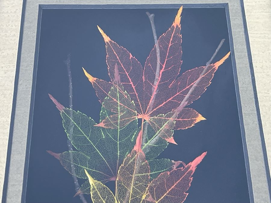 Signed Artist Booker Morey Japanese Maple Leaf Lines Shadowboxes Artwork 6.5W X 8.5H Retails $125 [Photo 4]