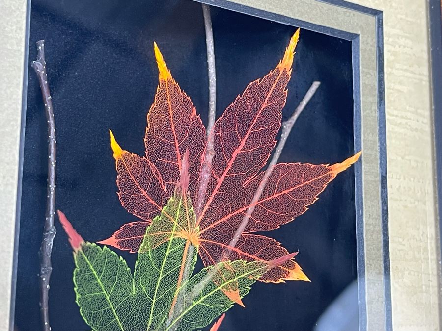 Signed Artist Booker Morey Japanese Maple Leaf Lines Shadowboxes Artwork 6.5W X 8.5H Retails $125 [Photo 6]
